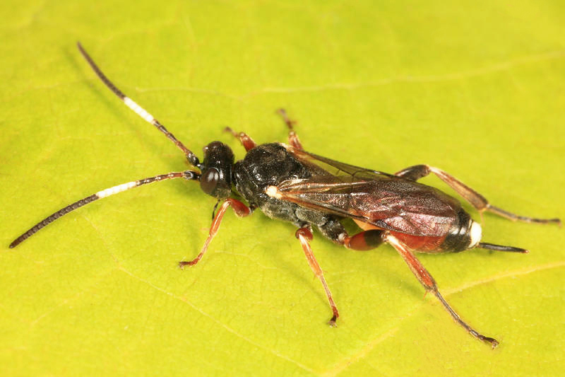 Pleolophus basizonus