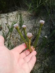 Serruria trilopha