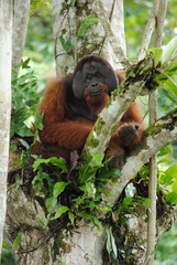 Pongo pygmaeus morio
