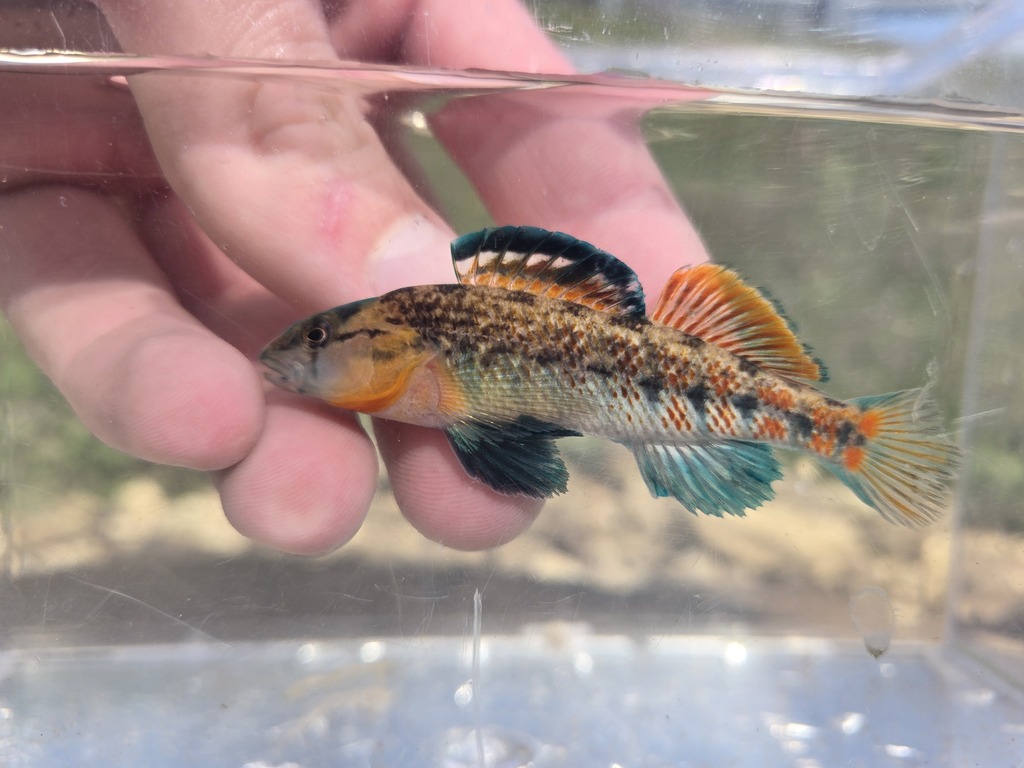 Highland Rim Darter