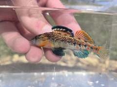 Highland Rim Darter photo 1