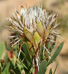 Protea lanceolata - Photo (c) Andrew Gillespie, algunos derechos reservados (CC BY-SA), subido por Andrew Gillespie