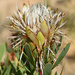 Protea lanceolata - Photo (c) Andrew Gillespie, algunos derechos reservados (CC BY-SA), uploaded by Andrew Gillespie