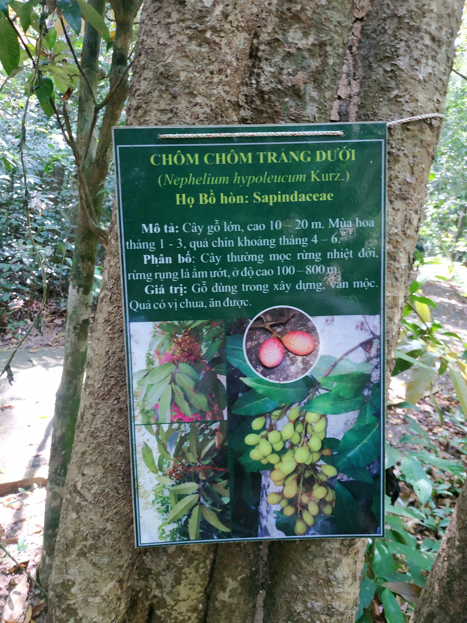 Nephelium hypoleucum (Nephelium hypoleucum)
