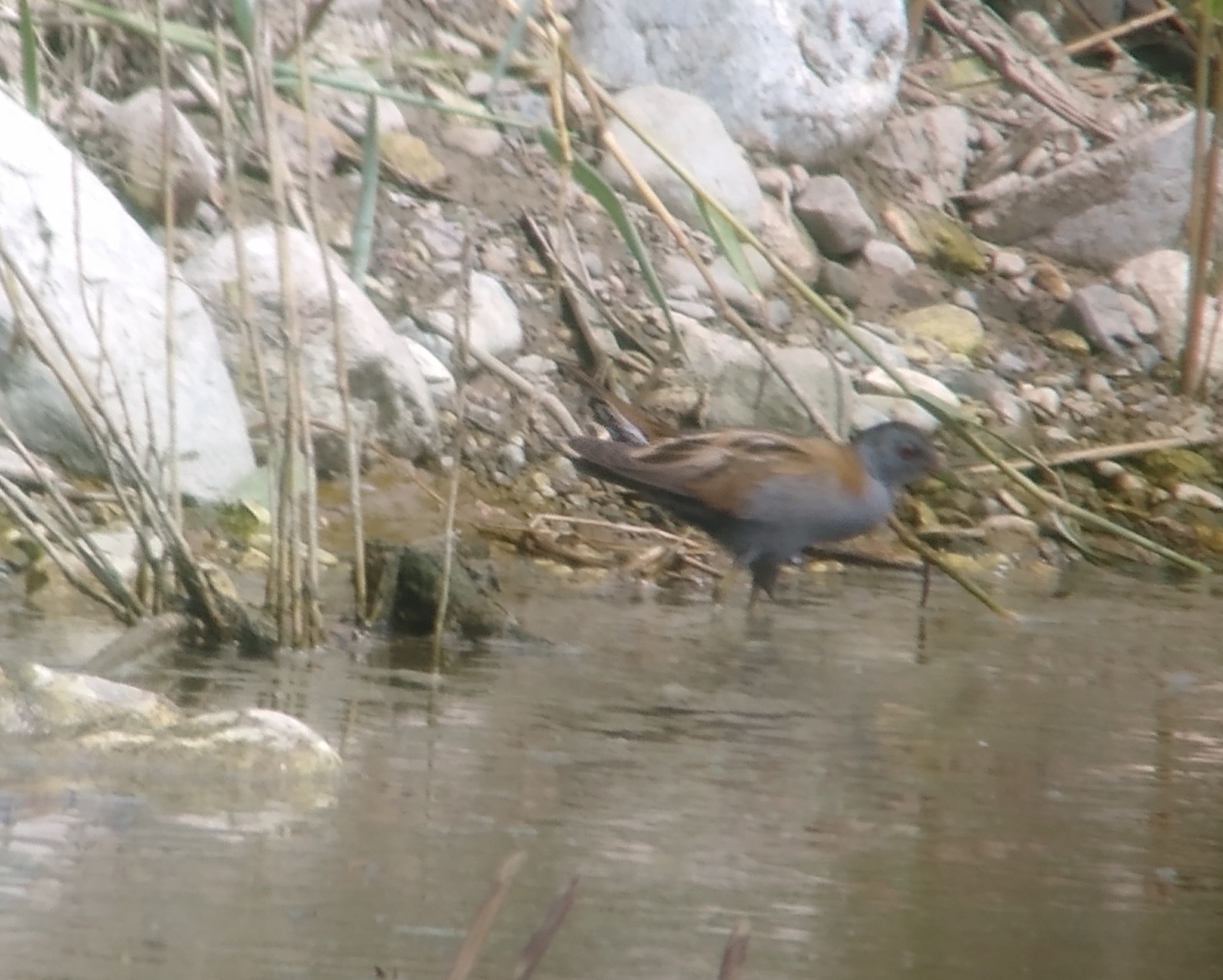 Little Crake