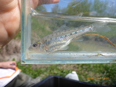 Percopsis omiscomaycus