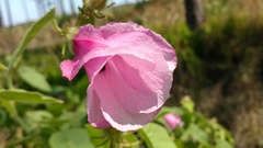 Hibiscus furcellatus