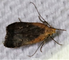 Dichomeris costarufoella