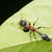 Arboreal Bicolored Slender Ant - Photo (c) Prajwal J Ullal, some rights reserved (CC BY-NC), uploaded by Prajwal J Ullal
