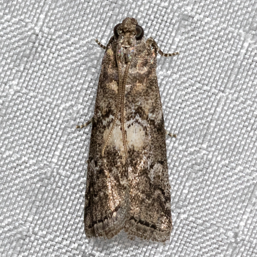 Salebriaria turpidella