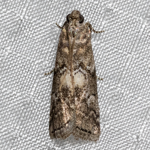 Salebriaria turpidella Ragonot, 1888