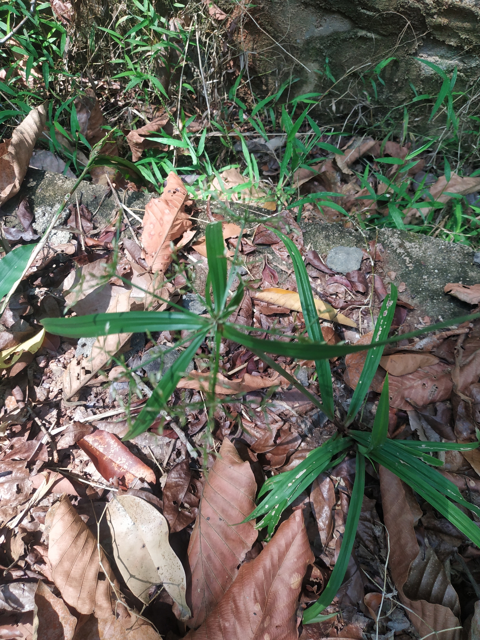 Cyperus diffusus (Cyperus diffusus)