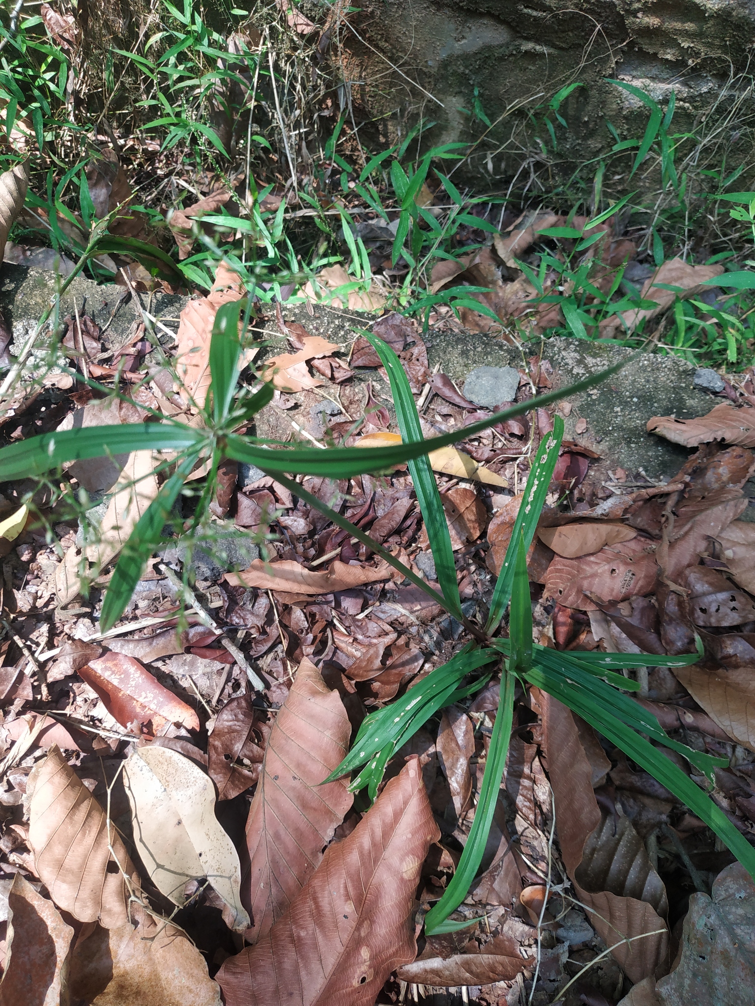 Cyperus diffusus — ảnh 2