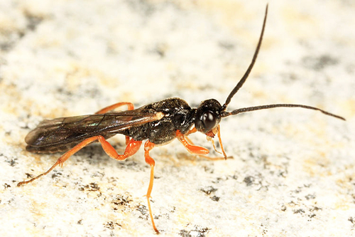 Pygocryptus brevicornis