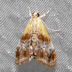 Chalcoela iphitalis