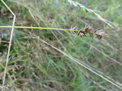 Carex spicata