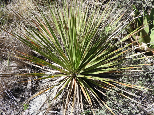 Dasylirion cedrosanum