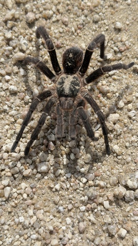 White Collared Tarantula