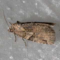 Pseudeustrotia indeterminata