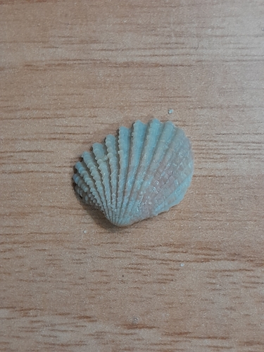 Centrocardita, 2025-03-25