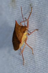 Euschistus ictericus