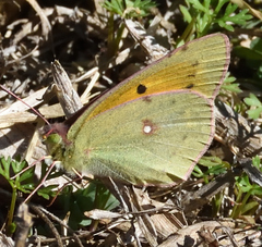 Colias electo electo