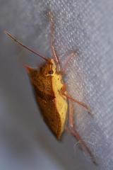 Euschistus ictericus