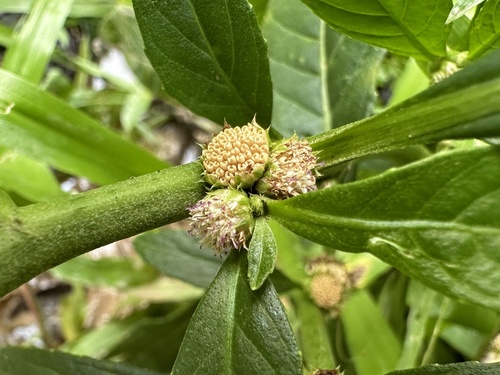 Struchium sparganophorum, photograph 3