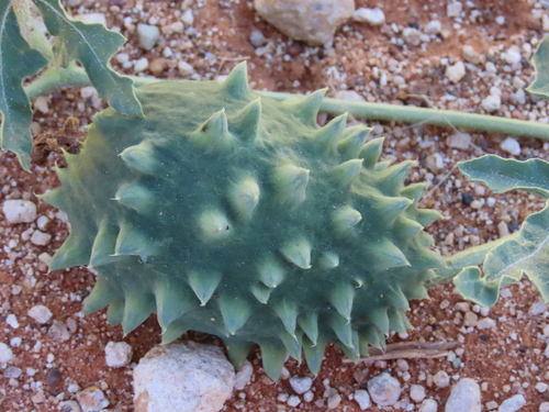 Image of Citrullus naudinianus by no rights reserved