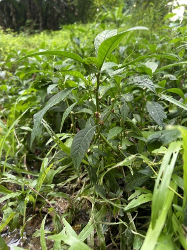 Struchium sparganophorum, photograph 4