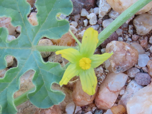 Image of Citrullus rehmii by no rights reserved