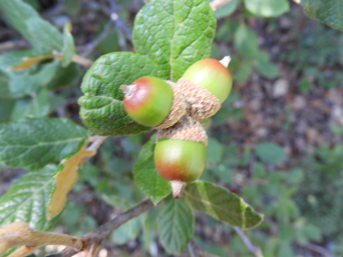 Image of Quercus greggii by (c) Leticia Jiménez Hernández, some rights reserved (CC BY-SA)