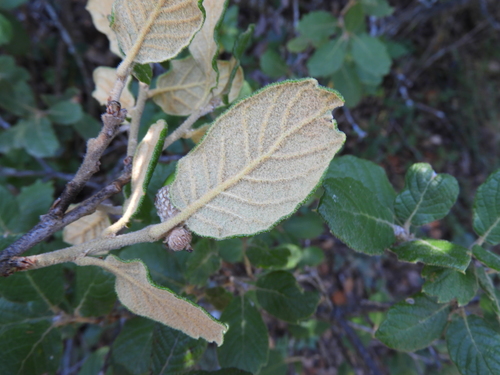Image of Quercus greggii by (c) Leticia Jiménez Hernández, some rights reserved (CC BY-SA)