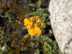 Erysimum × marshallii