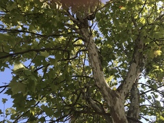 Platanus × hispanica