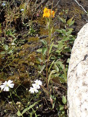 Erysimum × marshallii