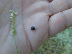 Coptosoma scutellatum