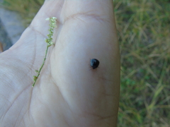 Coptosoma scutellatum