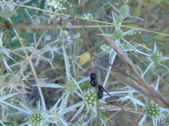 Coptosoma scutellatum