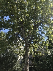 Platanus × hispanica