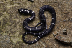 Cope's False Coral Snake photo 2