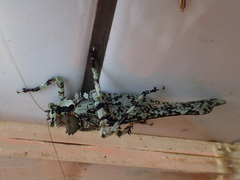 Trachyzulpha formosana