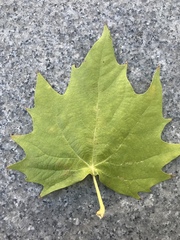 Platanus × hispanica