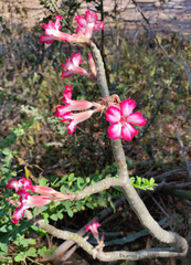 Adenium obesum