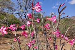 Adenium obesum