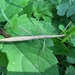 Blatchley Walkingstick - Photo (c) Erik Attaway, some rights reserved (CC BY-NC), uploaded by Erik Attaway