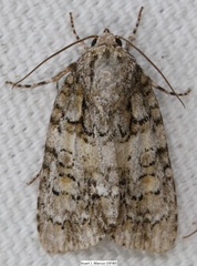 Acronicta ovata