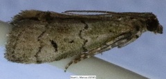 Cacotherapia flexilinealis