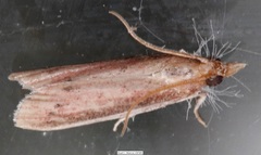 Peoria roseotinctella
