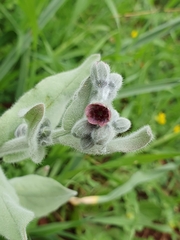 Cynoglossum columnae, photograph connyklein, CC BY, iNaturalist via GBIF